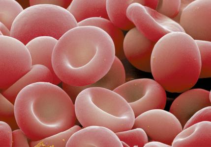 Повышенные лейкоциты в крови - что это значит